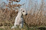 BEDLINGTON TERRIER 131